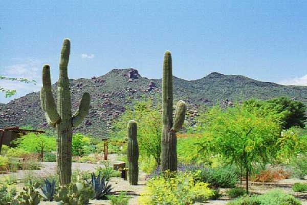 Saguaros with view of Black Mtn